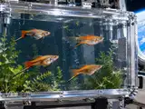 In 1998, scientists sent 4 pregnant swordtail fish and 200 babies into space; near the end of the mission, the fish suddenly began swimming in continuous loops