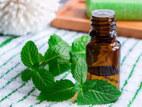 Spray Diluted Peppermint Oil Along Ant Trails
