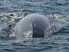 Rescuers free 18-foot Minke Whale entangled in rope after dragging fishing gear for 40 miles off cape cod