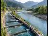 China used a 480m fish bypass channel to solve migratory habitat blockage on a 134km canal; the result transformed fragmented waterways into thriving aquatic corridors