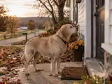 In 2020, a Missouri Labrador disappeared after her family moved; Cleo travelled 57 miles back to the only house she still knew