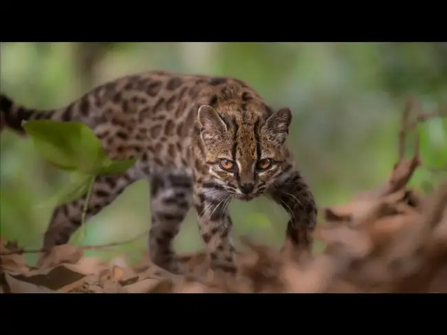Leopardus tilcayo cat in Bolivia