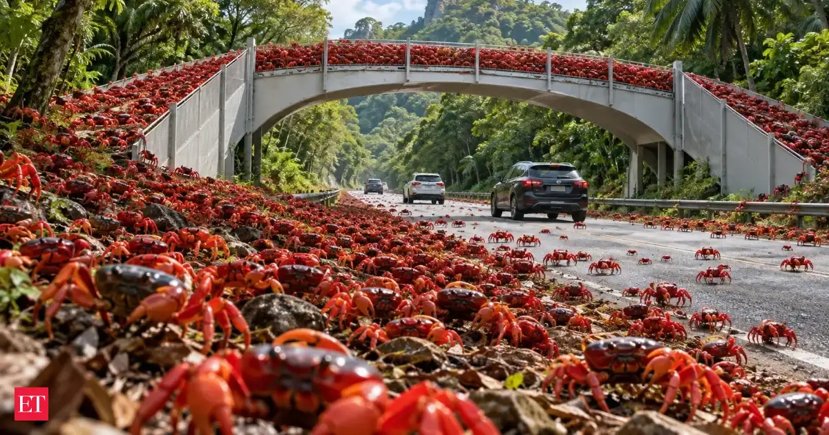 Christmas Island Crab Migration