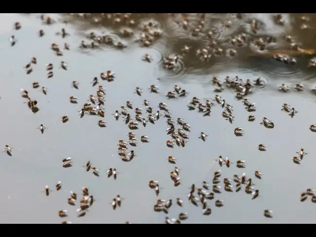 In 1826, mosquitoes arrived in Hawaii and pushed native birds toward ...