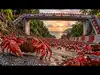 Each female red crab can carry 100,000 eggs to the sea; Christmas Island closes roads and deploys bridges to protect the moon-timed journey
