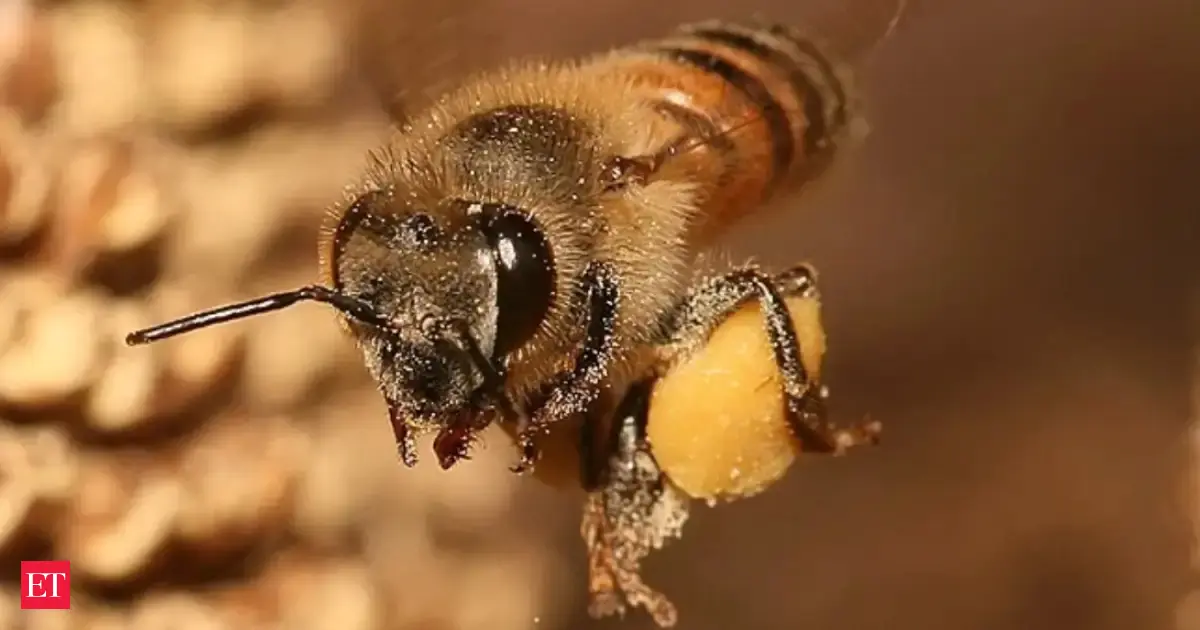 For the first time, Europe’s wild honeybees are listed as endangered; researchers warn some populations could fall by a median 56% within 10 years without new swarms from managed hives