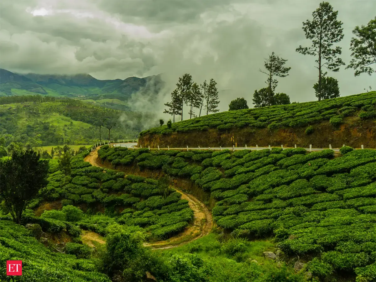 Assam's revised tea incentive scheme boosts CTC exports with production subsidies