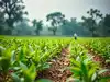 Industry body ACFI seeks Rs 5,000-7,500 cr scheme to cut reliance on China for crop protection inputs