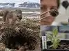 31,800 years ago, a squirrel buried fruits inside a Siberian burrow. Thousands of years later, an Ice Age plant was brought back to life using that ancient tissue