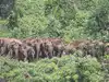 Herd of 40 elephants near CCL mines triggers panic in Ramgarh; vigilance stepped up
