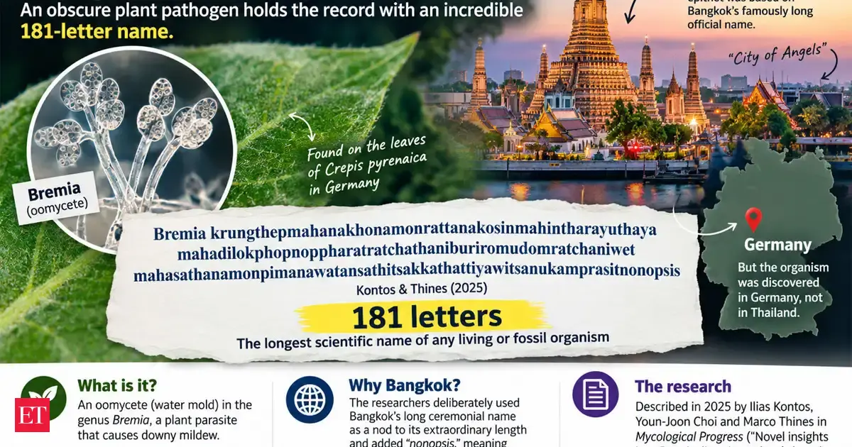 Nature’s 'Identity Crisis': Why one tiny creature carries a massive 181-letter name inspired by Bangkok.