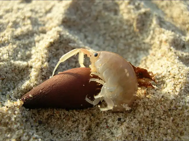 Tiny shrimp-like creatures are moving 110 pounds of sand per meter of California beach every day<br>