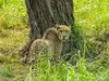 Gaurav, 10-year-old Namibian cheetah, dies at Kuno National Park: Rescued from the wild after showing weakness, muscle wasting and dehydration