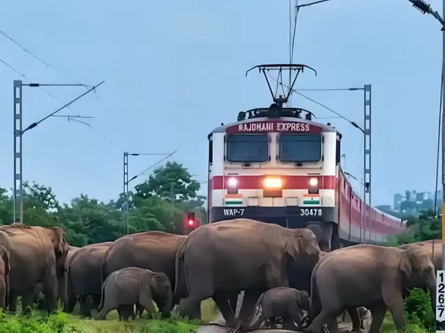 Rajdhani Express forced to stop in Assam, but not because of tech issue: Train waits as herd of elephants, including young calves, crosses railway tracks