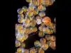 Crab egg predator found for the first time off US Pacific Coast: Tiny crustacean living on crab eggs has scientists worried about California fisheries