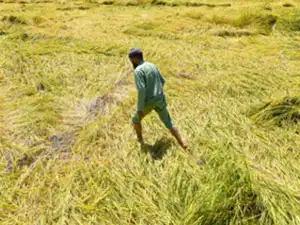 Sharad Pawar to tour Maharashtra's drought-affected regions from Sep 28