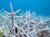 Countries still way behind on UN biodiversity targets, research shows