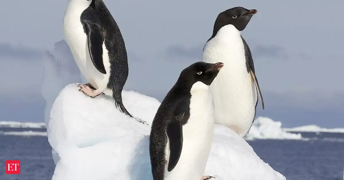 In 2018, NASA satellite images of penguin guano sent researchers to Antarctica's Danger Islands, where they found more than 1.5 million Adélie penguins