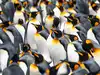 In 2019, researchers used Sentinel-2 satellite images to find eight unreported emperor-penguin breeding colonies, lifting the known total to 61