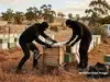avocado farm: Latest News & Videos, Photos about avocado farm | The ...