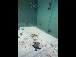 64 baby sea turtles suddenly found in Florida backyard pool<br>