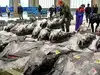a fish that should not fly in fisch News and Updates from The Economic ...