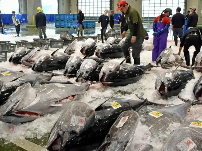 Bluefin tuna are lined up for auction following this season's first haul at a port in Sakaiminato