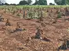 Maharashtra Govt declares 265 of 358 talukas drought-affected
