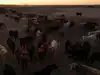US immigration crackdown hits Kansas, disrupts beef processing