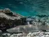 79 years ago, 23 US nuclear tests devastated Bikini Atoll; 70 years later, Stanford University reserachers found giant corals, sharks and tuna thriving in its crater