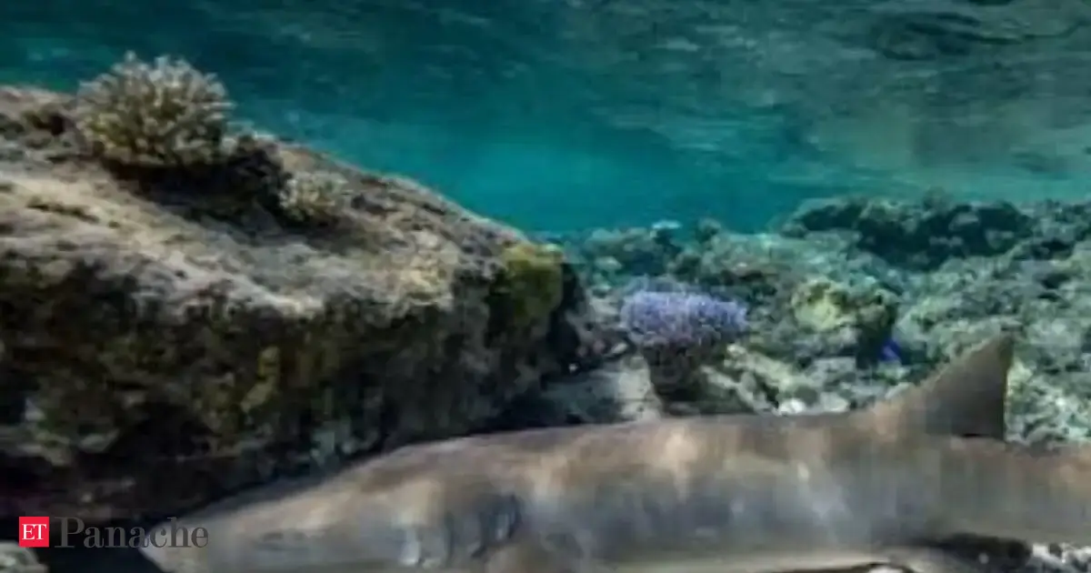 79 years ago, 23 US nuclear tests devastated Bikini Atoll; 70 years later, Stanford University reserachers found giant corals, sharks and tuna thriving in its crater