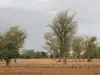 Almost every tree he planted in Niger died until he looked more closely at bushes. His discovery helped regenerate 5 million hectares