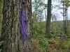 A purple stripe on a tree can legally mean ‘No Trespassing’ in 22 states; in Pennsylvania, the mark must be 8 inches long and 3 to 5 feet above ground