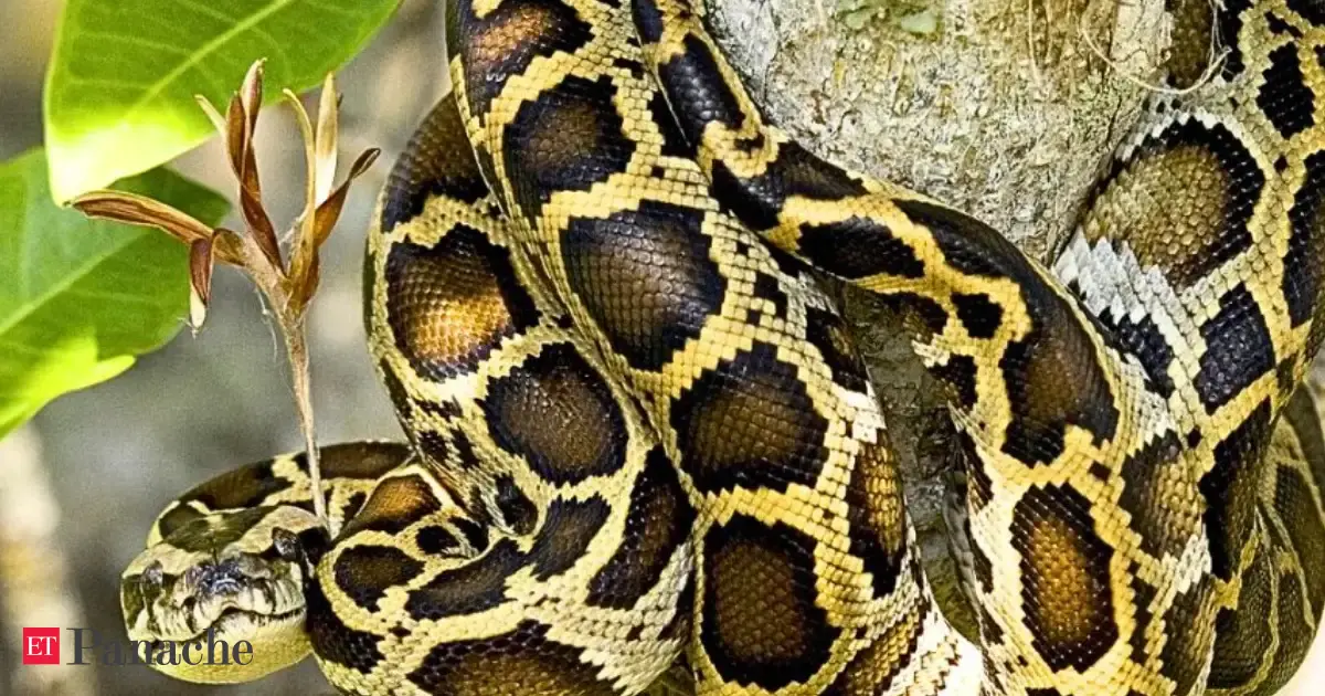 Florida biologists remove 177 invasisve Burmese pythons weighing over 8,000 pounds. Stops 4,100 eggs from entering the ecosystem. Still there is a much bigger problem