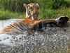 Tiger found dead in Pilibhit