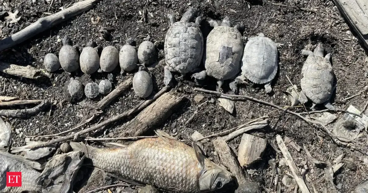 Over 40 turtles were rescued from a dying Pennsylvania lake in 2025; now, after a massive cleanup, they’re finally returning to the water they once called home