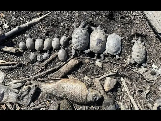 Over 40 turtles were rescued from a dying Pennsylvania lake in 2025 ...