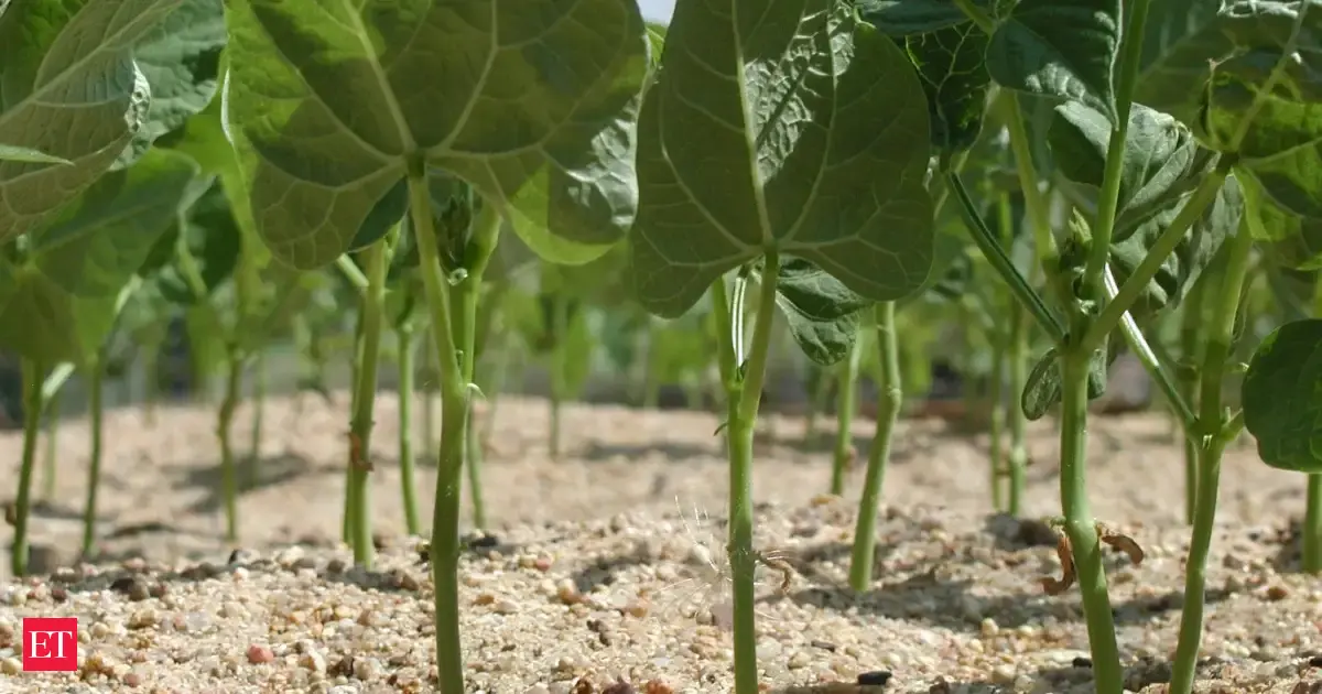 In 1975, Missouri gardener Lina Sisco mailed away two family bean varieties; 15 years later, the seed exchange returned one after her own family had lost it