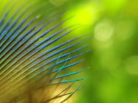 Day 9 &ndash; October 19, Monday: Peacock Green