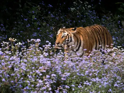 Jim Corbett National Park