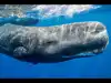 Sperm whale sinks 52-foot yacht in South Pacific; mysterious organ may explain how it can deliver such powerful blows