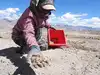 From barren desert to red gold: Saffron cultivation debuts in Ladakh