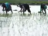 Weakest monsoon since 2015 prompts ICRA to cut FY27 farm growth forecast