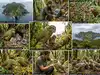 New Zealand&rsquo;s endangered bird Kākāpō population jumps to 325 after 90 chicks join count, but a new problem emerges