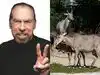 Billionaire John Paul DeJoria made his 96-acre Texas property into a home for exotic animals. More than 120 once roamed the estate