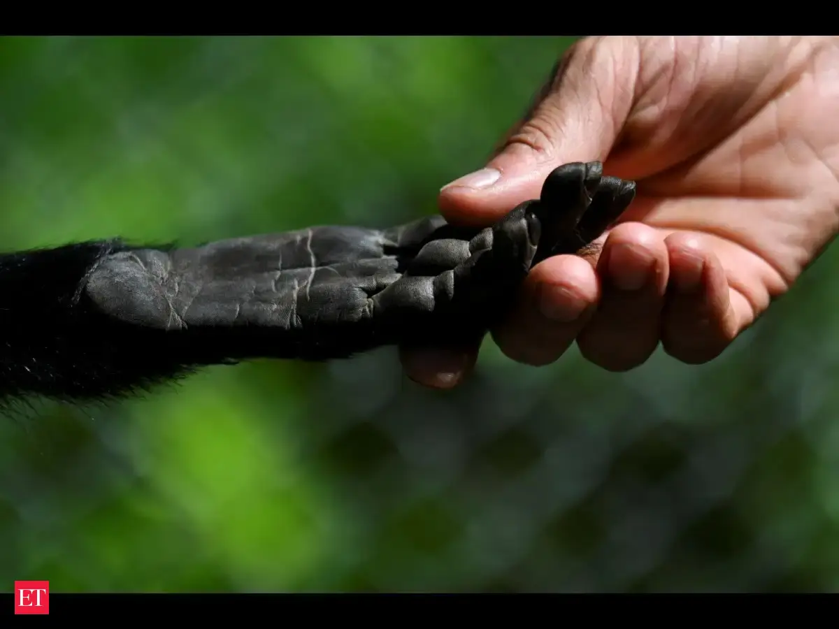 Monkeys and apes may be hiding complex grammar in their calls, challenging what makes human language unique
