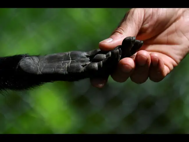 Monkeys and apes may be hiding complex grammar in their calls ...