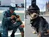 A 13-month-old puppy joins Mexico’s National Guard. How a 15lb Chihuahua is training for search and rescue missions