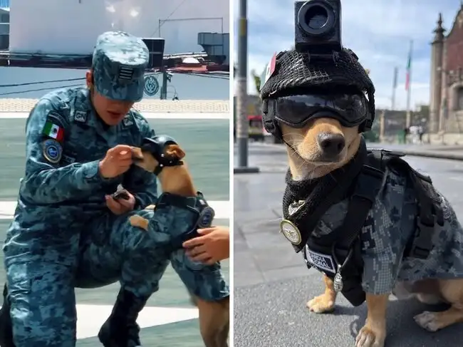 A 13-month-old puppy joins Mexico’s National Guard. How a 15lb ...