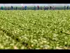 Lettuce probe into largest foodborne illness outbreak of parasite in US history: Mexico's Health Ministry investigation finds shocking results